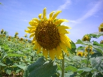 2006.7.13 1240.jpg