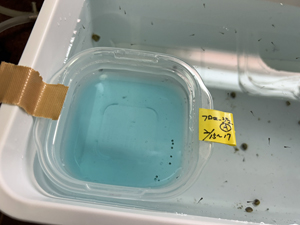 温度管理されている、稚魚の飼育容器に卵の容器を浮かべた湯煎式（希望する水温に合わせやすい）