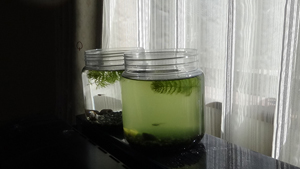 淡水シジミの水質浄化能力実験-実験環境