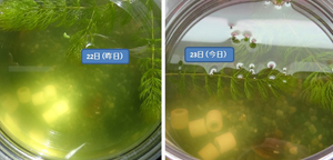 淡水シジミの水質浄化能力実験-48時間後