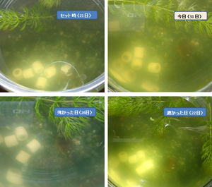 淡水シジミの水質浄化能力実験-10日後