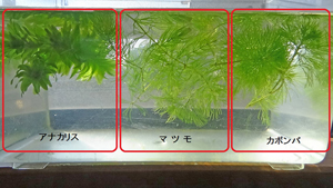 マツモ、カボンバ、アナカリスを浮遊させた状態（横から）
