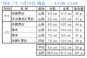 実験環境のマンバー 体長・全長・魚体重