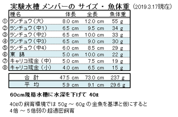 実験水槽の金魚たちの 体長・全長・魚体重