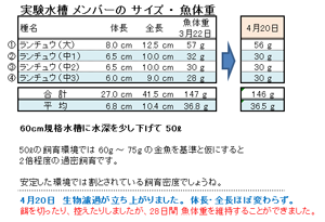 実験水槽の金魚たちの 体長・全長・魚体重