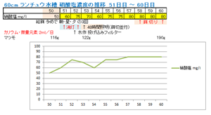 硝酸塩濃度の推移 51日目～60日目