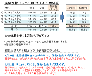 実験水槽の金魚たちの 体長・全長・魚体重 の推移