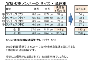 実験期間中の魚体重の推移