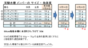 実験期間中の魚体重の推移