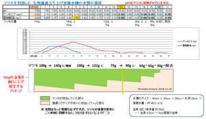 マツモの水質浄化能力を利用した生物濾過立ち上げデータとイメージ