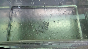 消石灰を水に溶かします