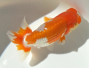ランチュウ オス 1